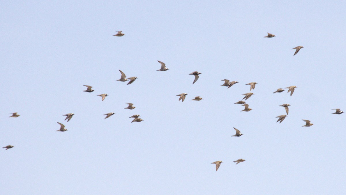 kulík pacifický - ML647223034