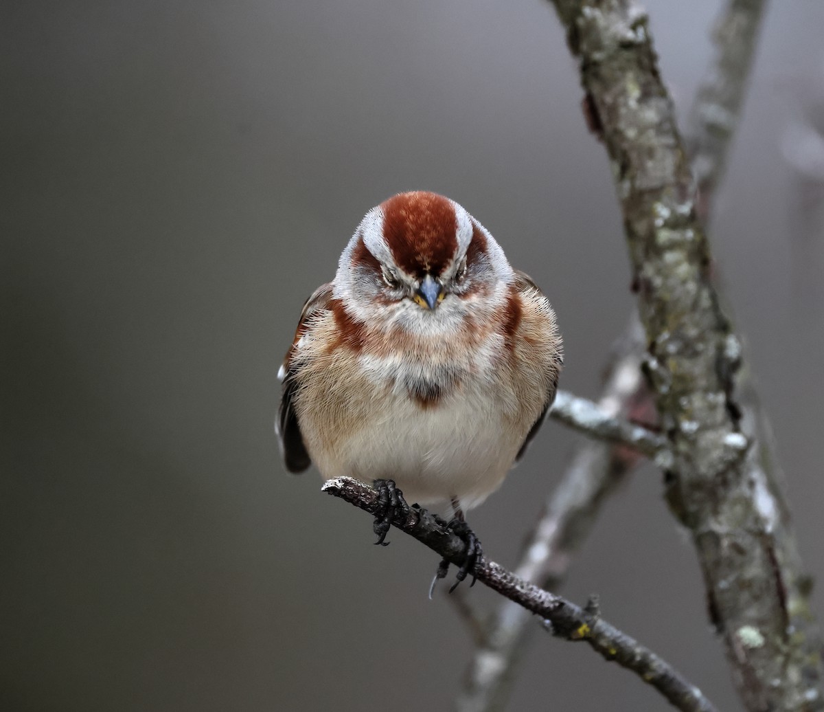 American Tree Sparrow - ML647223044