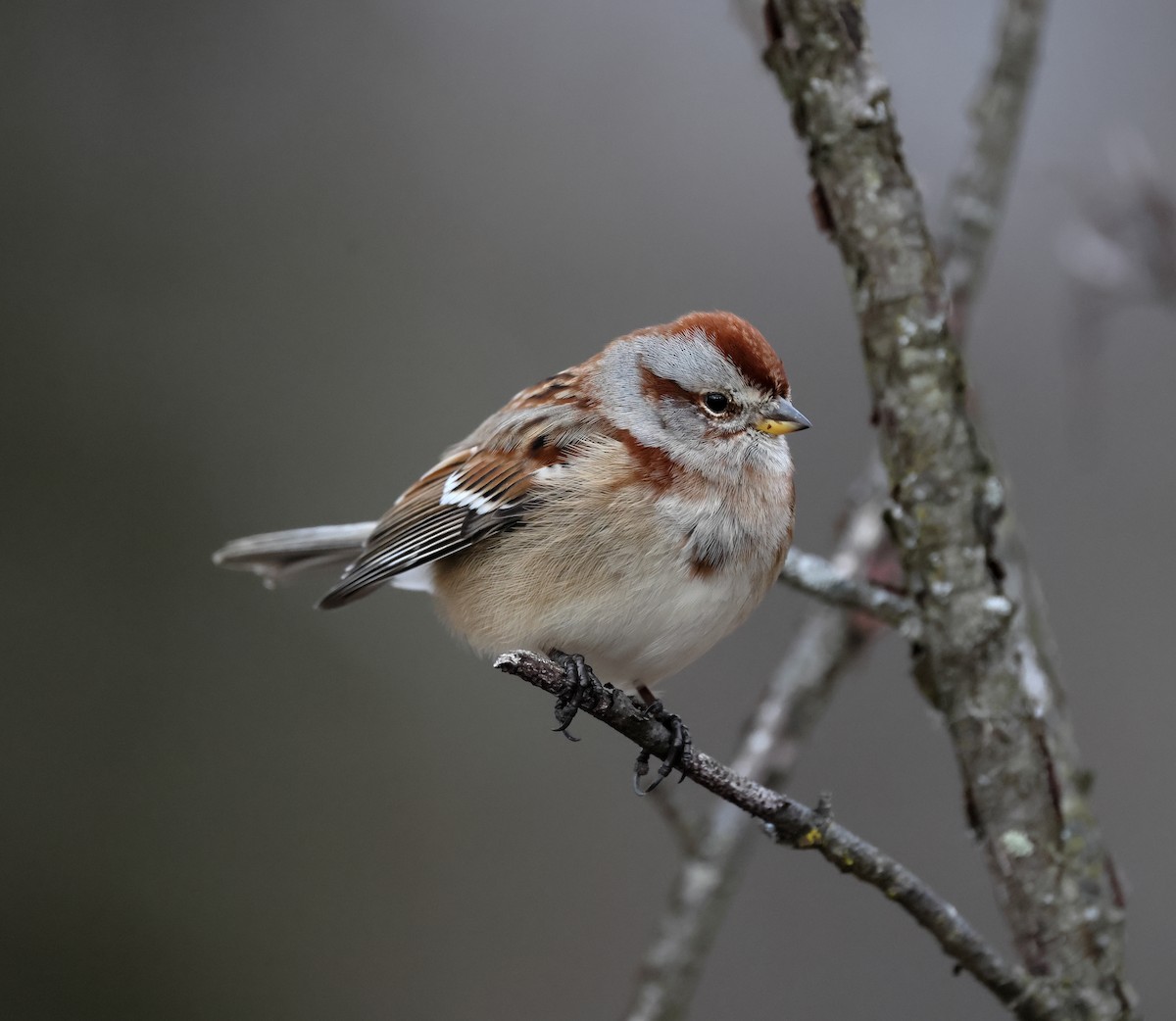 American Tree Sparrow - ML647223045