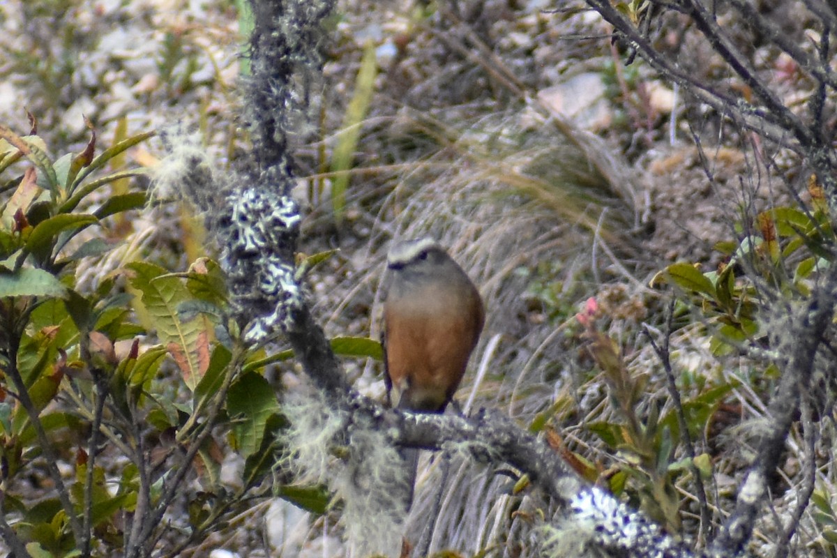 Brown-backed Chat-Tyrant - ML647223051