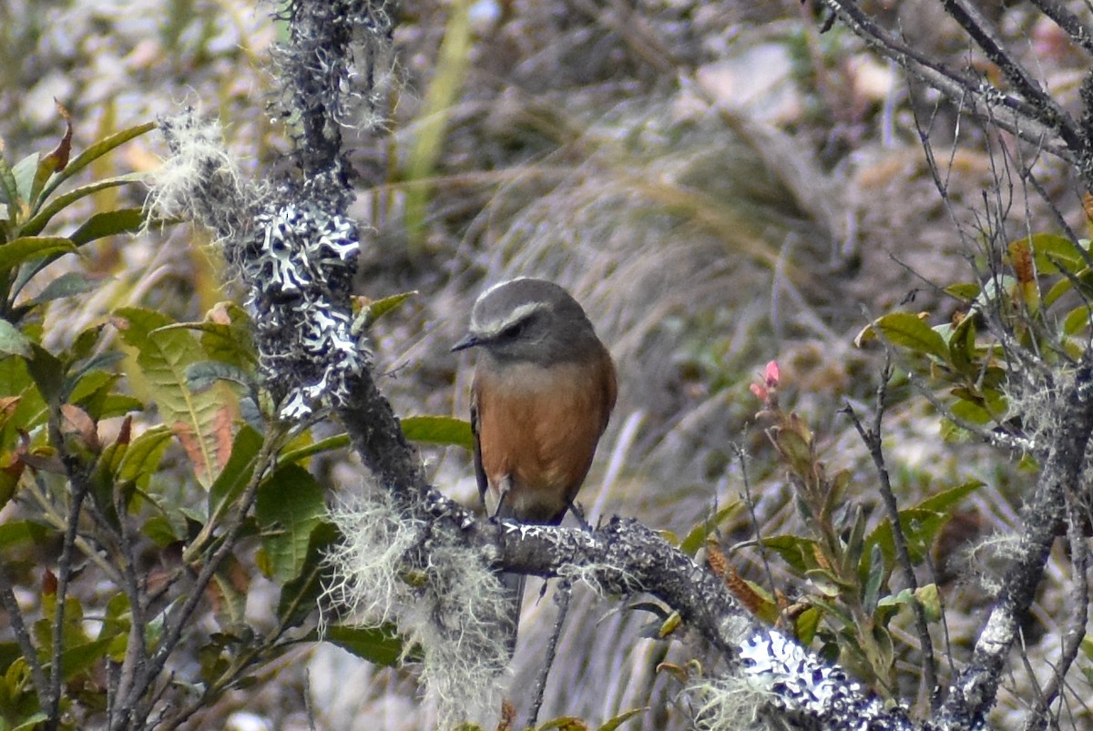 Brown-backed Chat-Tyrant - ML647223053