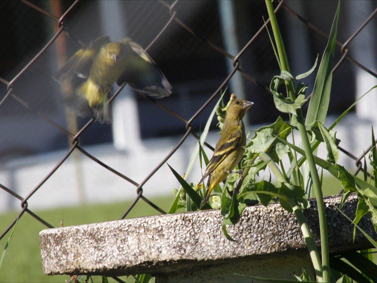 Hooded Siskin - ML647223058