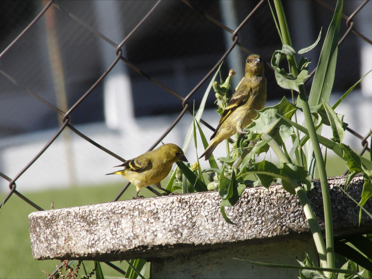 Hooded Siskin - ML647223059