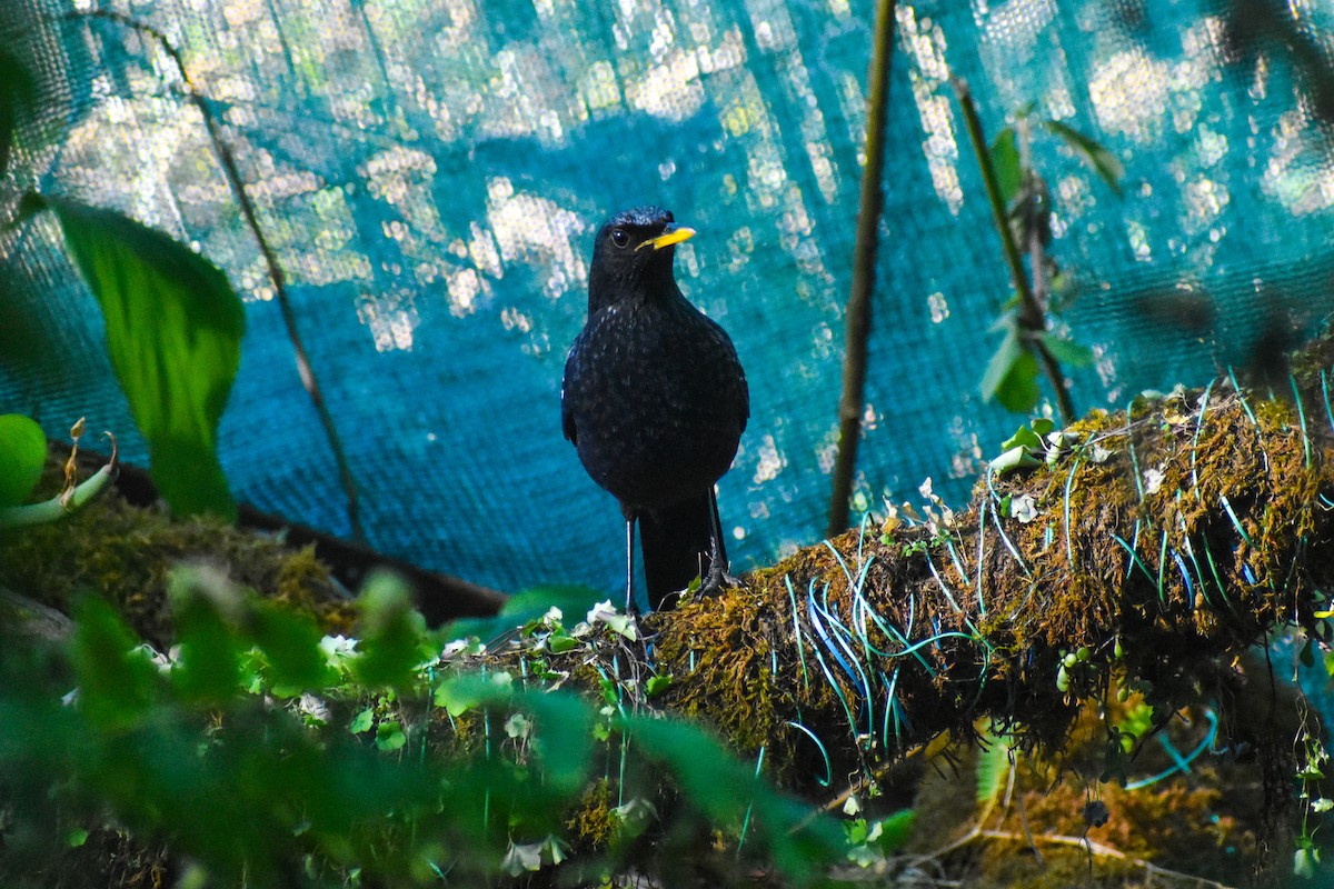 Purpurpfeifdrossel - ML647223061