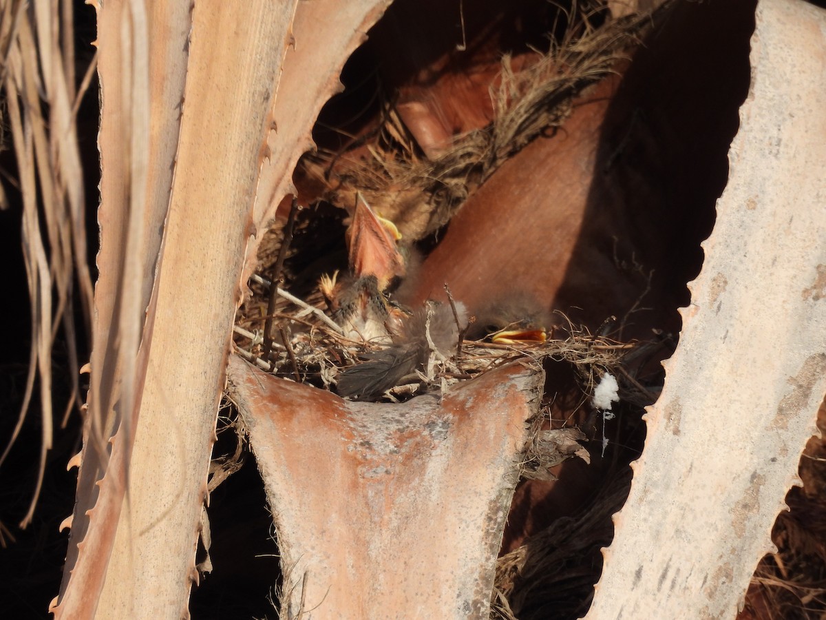 Bartstreif-Scheckenentyrann - ML647223062