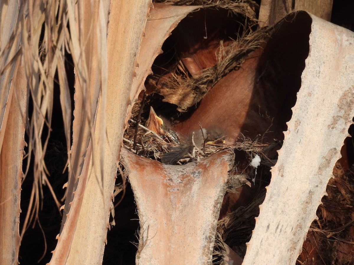 Bartstreif-Scheckenentyrann - ML647223063