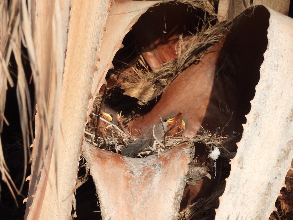 Bartstreif-Scheckenentyrann - ML647223064