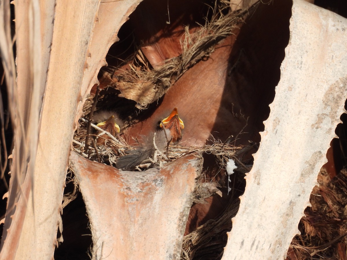 Bartstreif-Scheckenentyrann - ML647223065