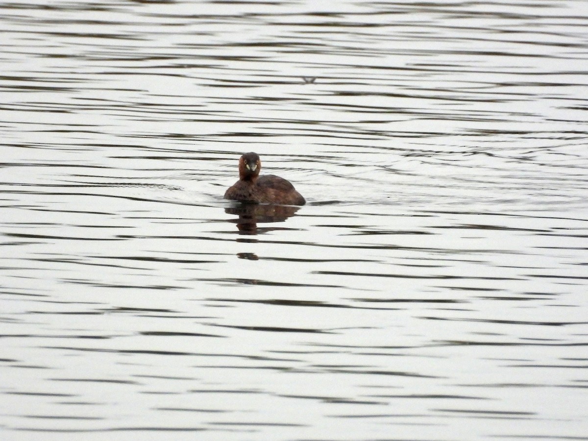 Little Grebe - ML647223070