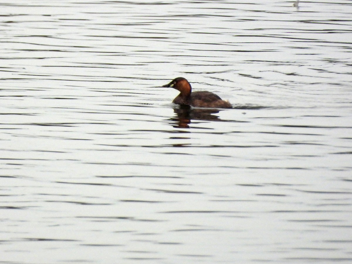 Little Grebe - ML647223071