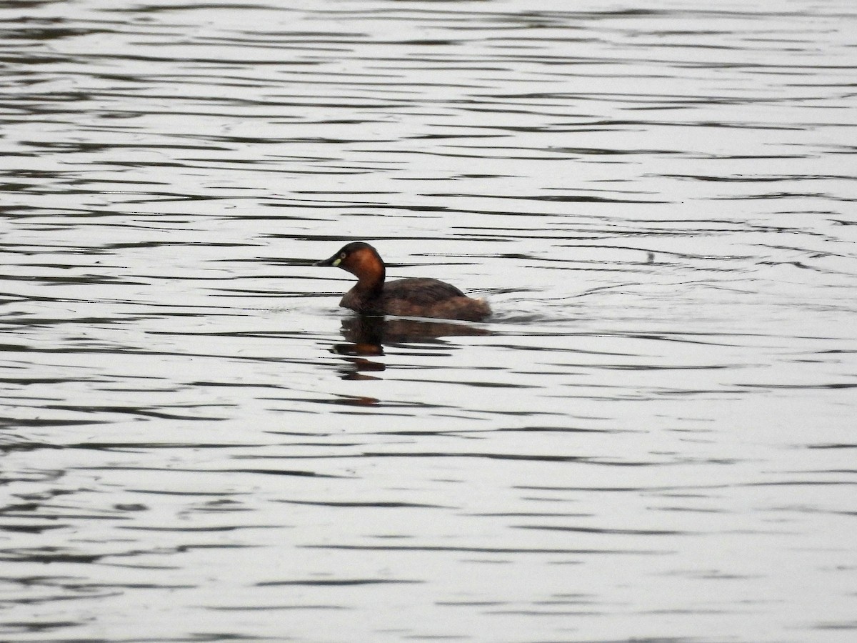 Little Grebe - ML647223072