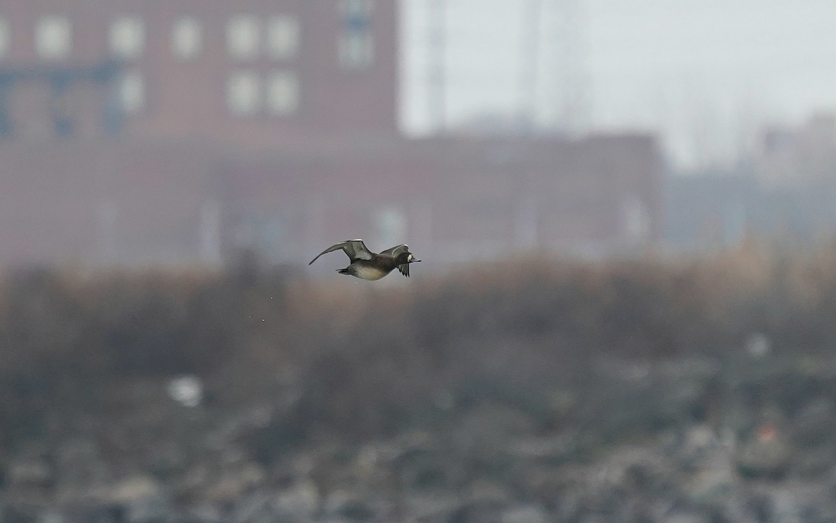 スズガモ - ML647223073