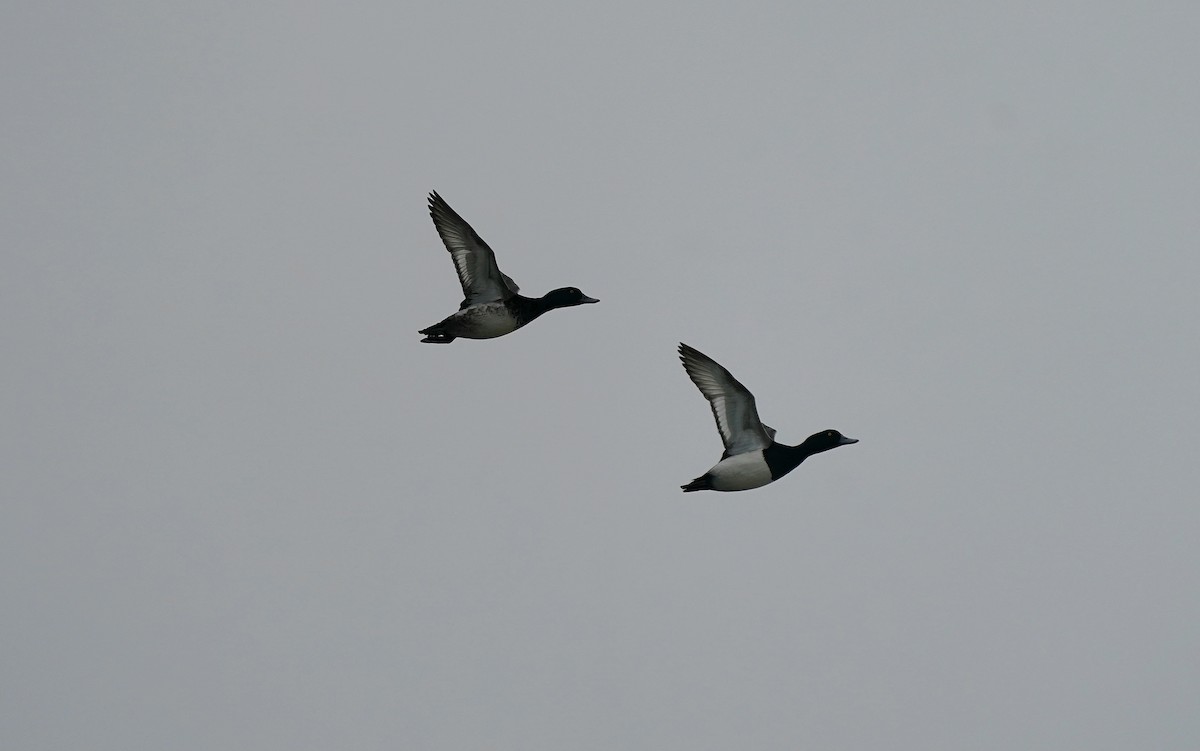 スズガモ - ML647223074