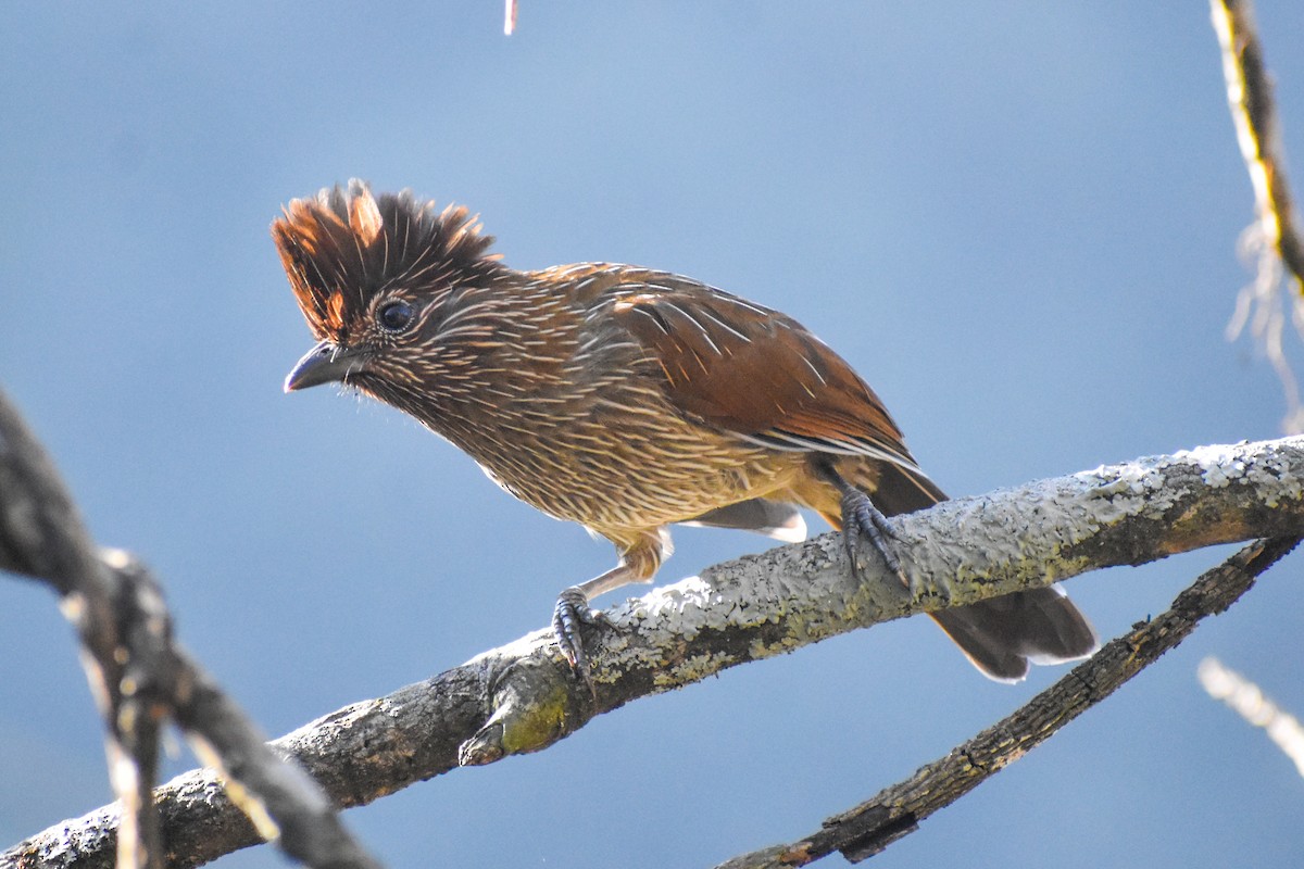 Streifenbülbülhäherling - ML647223081