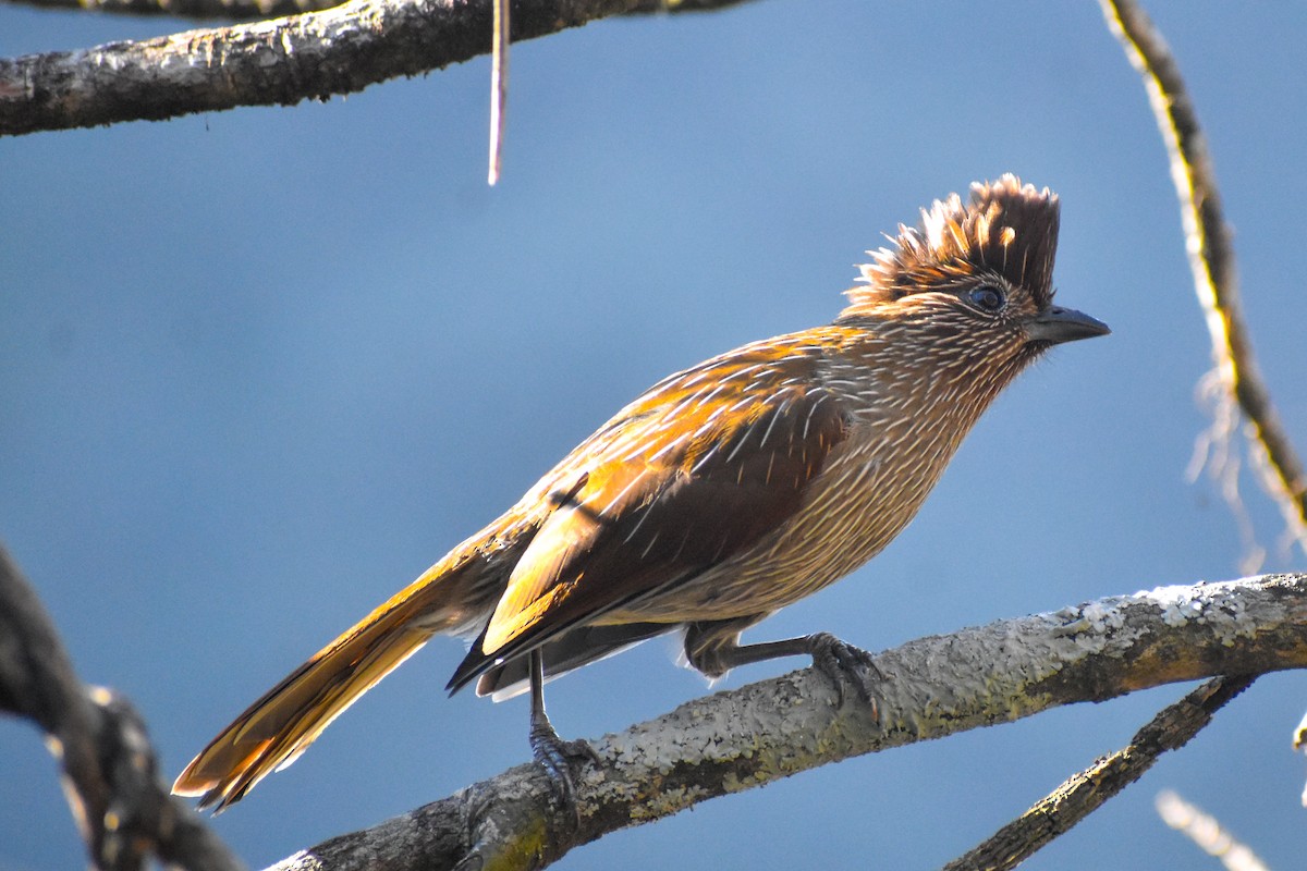 Streifenbülbülhäherling - ML647223082