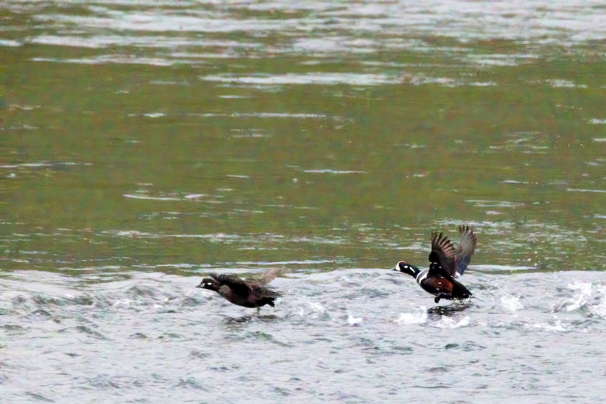 Ahate arlekina - ML647223083