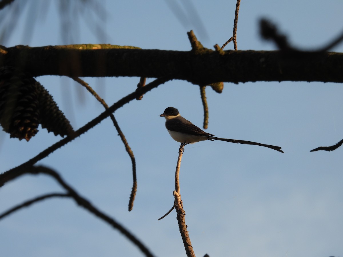 Gabelschwanz-Königstyrann - ML647223087
