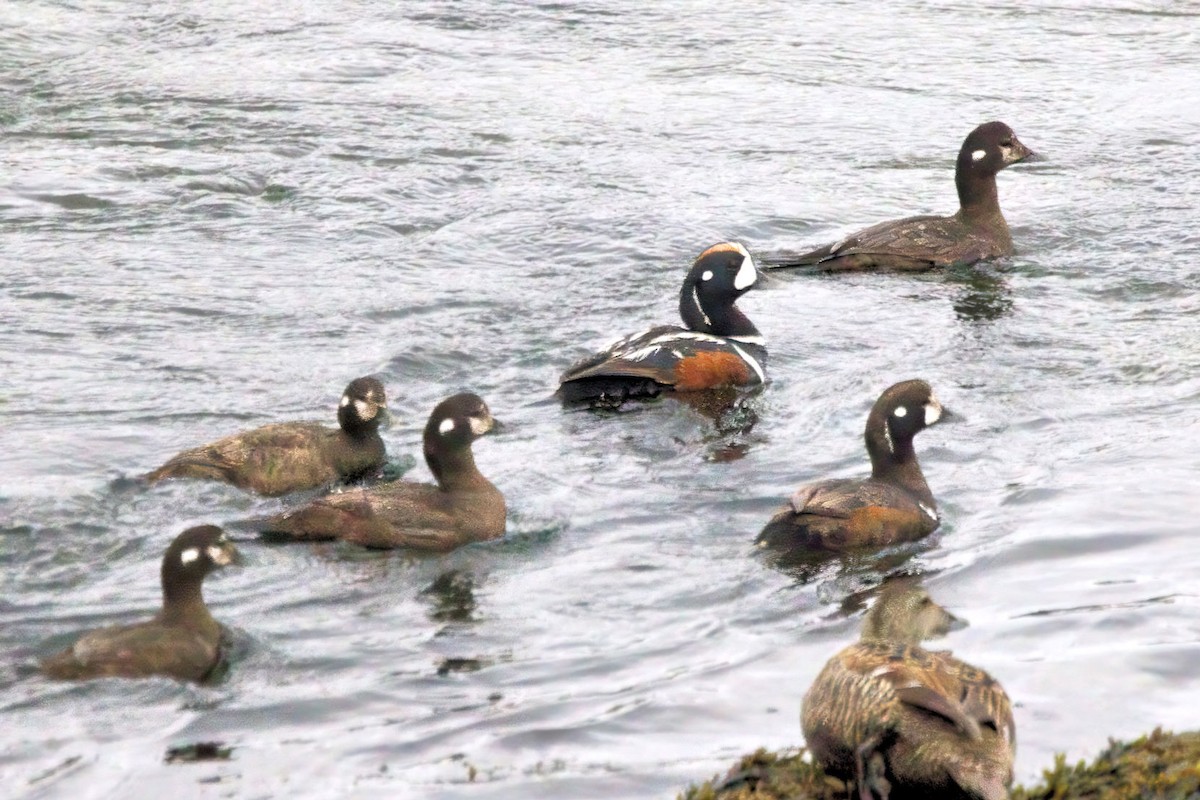 Ahate arlekina - ML647223089