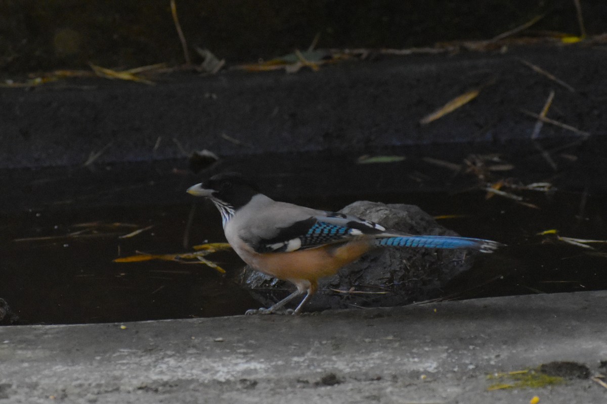 Strichelhäher - ML647223091