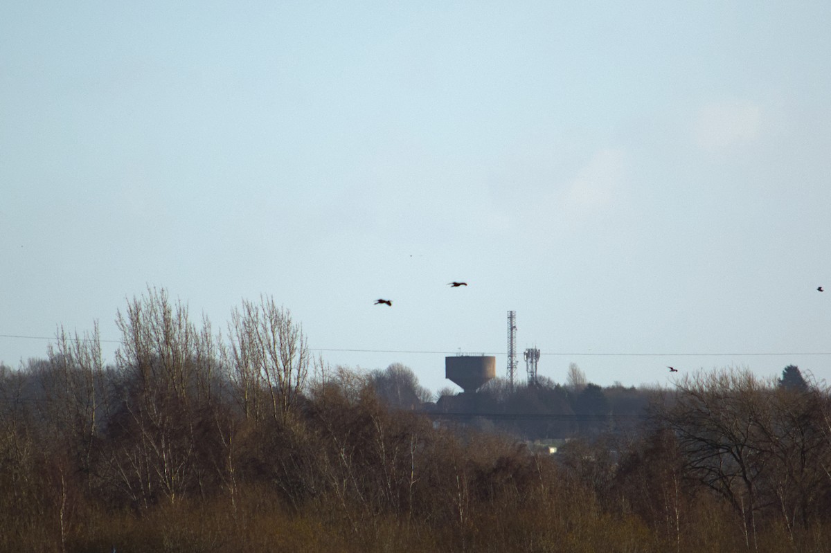 Glossy Ibis - ML647223094