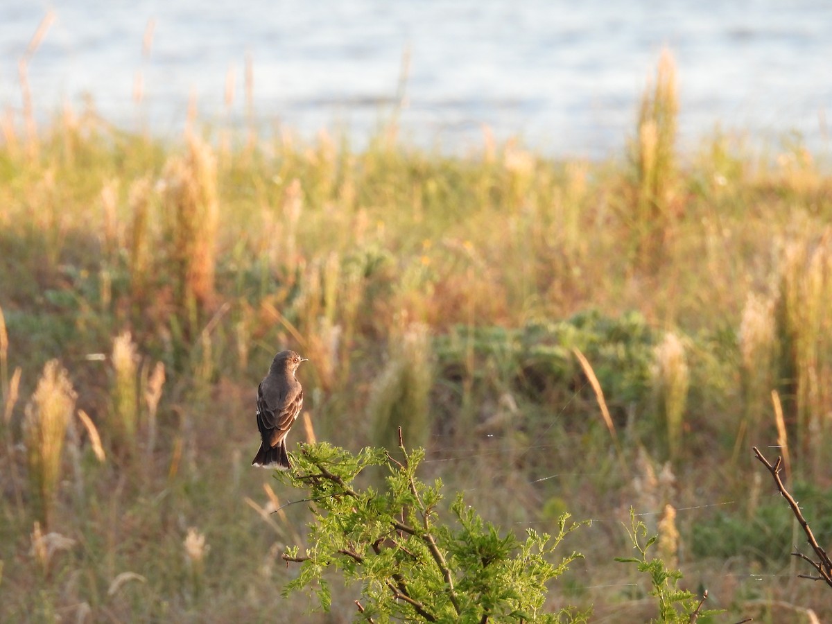 Bartstreif-Scheckenentyrann - ML647223101