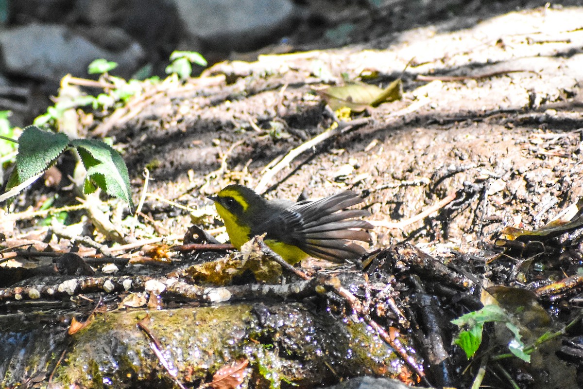 Yellow-bellied Fairy-Fantail - ML647223117