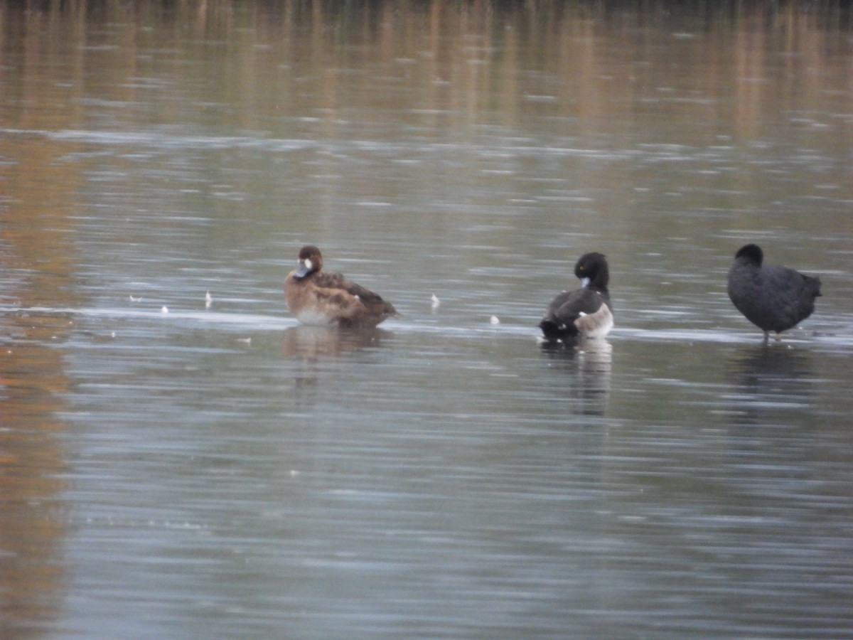 スズガモ - ML647223177