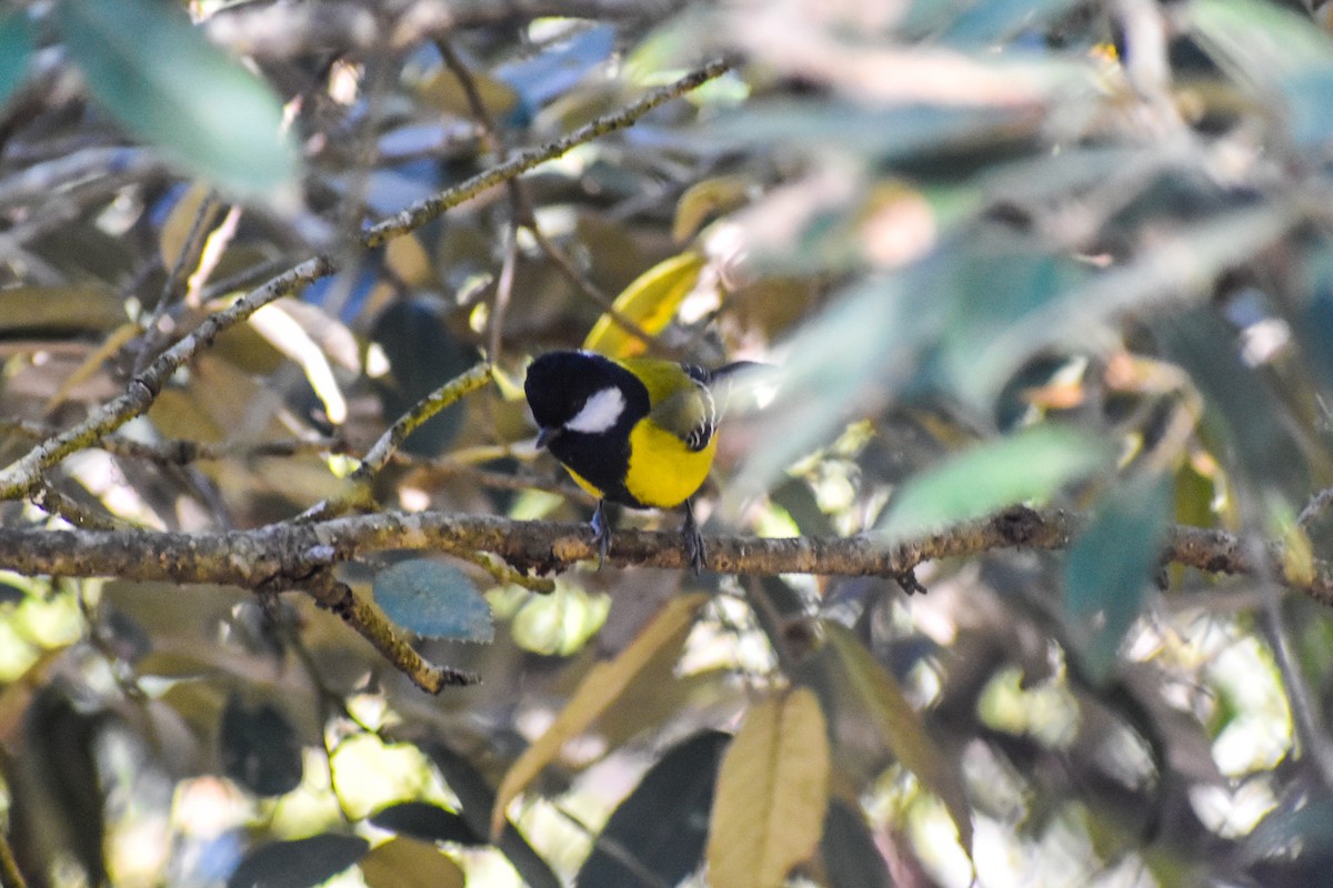 Green-backed Tit - ML647223187