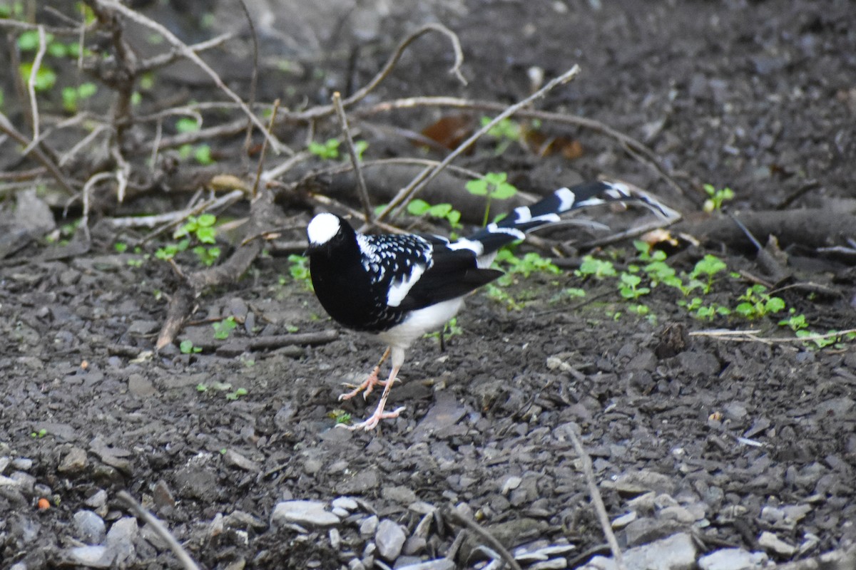 Spotted Forktail - ML647223196