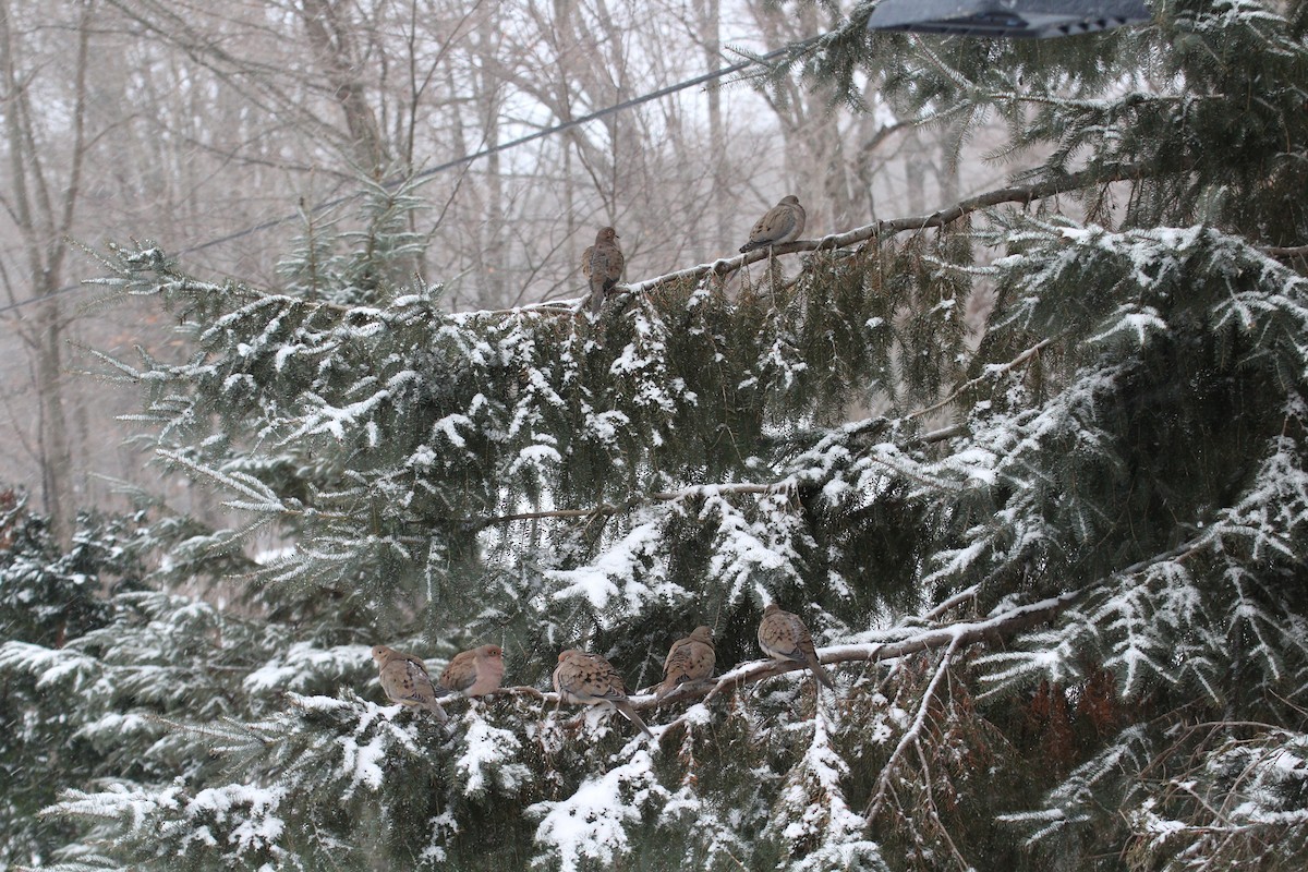 Carolinataube - ML647223206