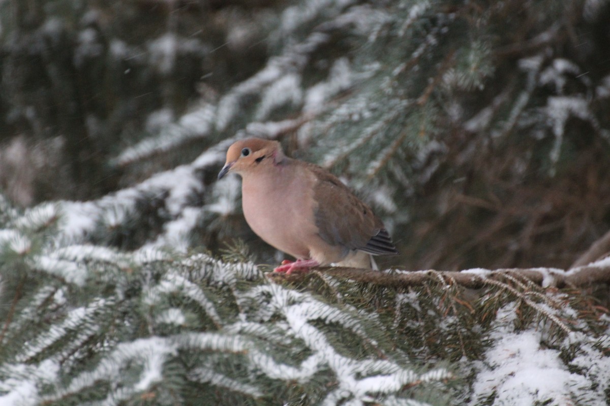 Carolinataube - ML647223229