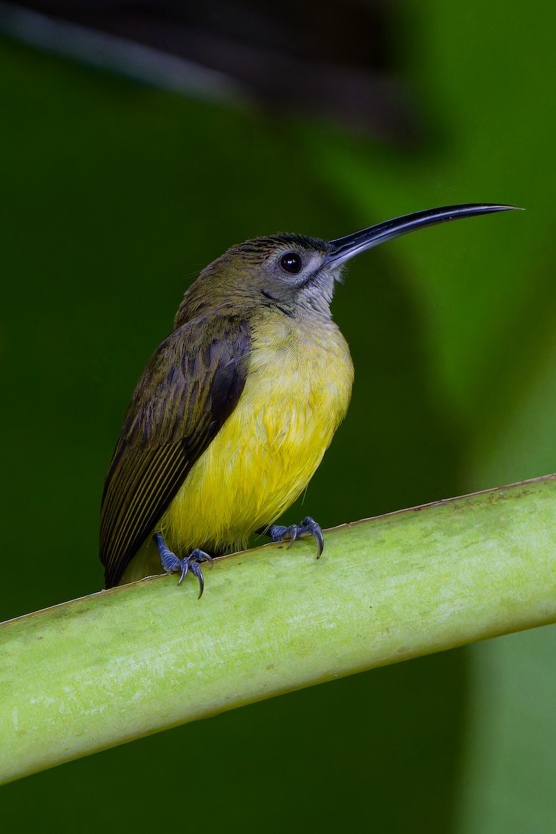 Little Spiderhunter - ML647223232