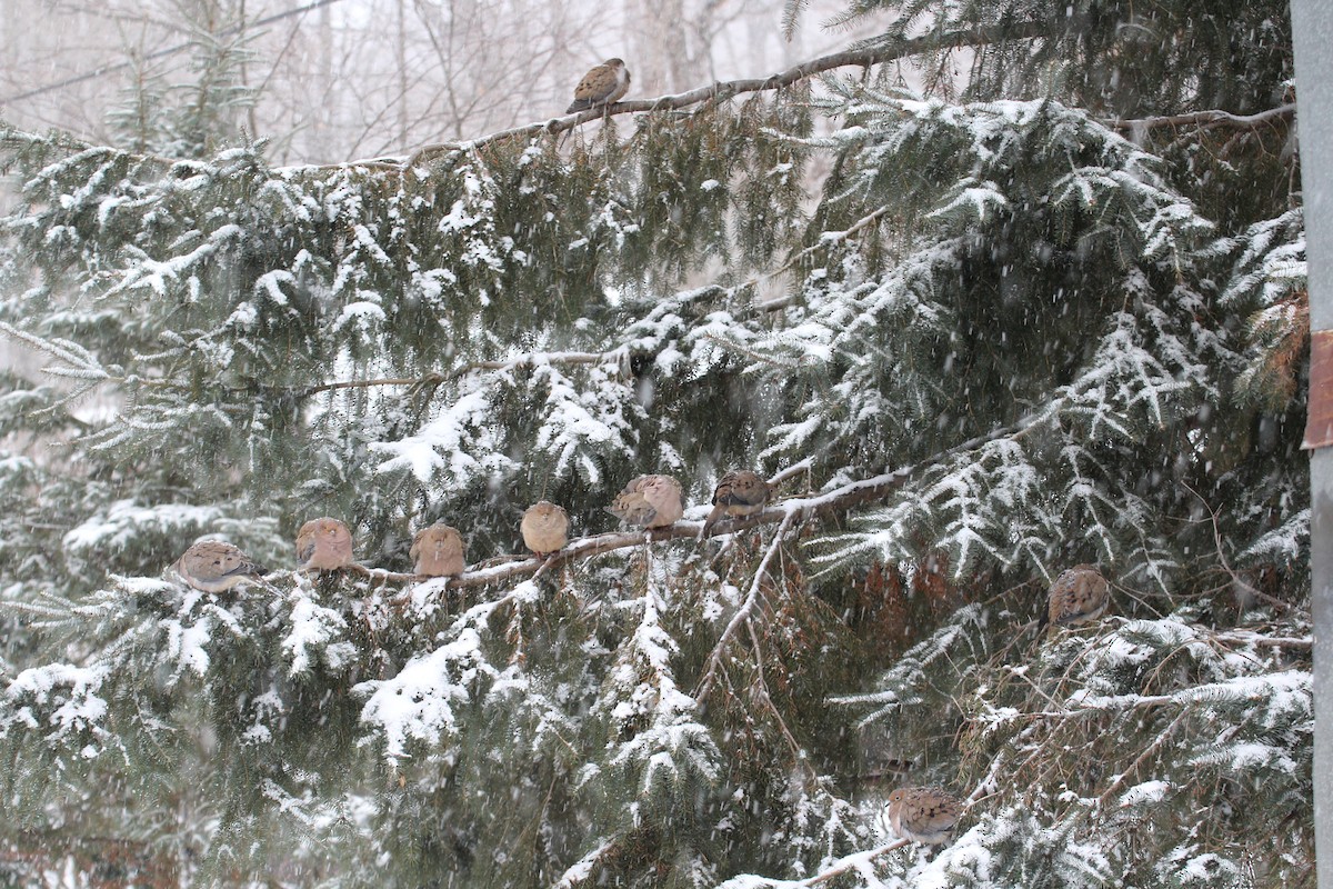 Carolinataube - ML647223233