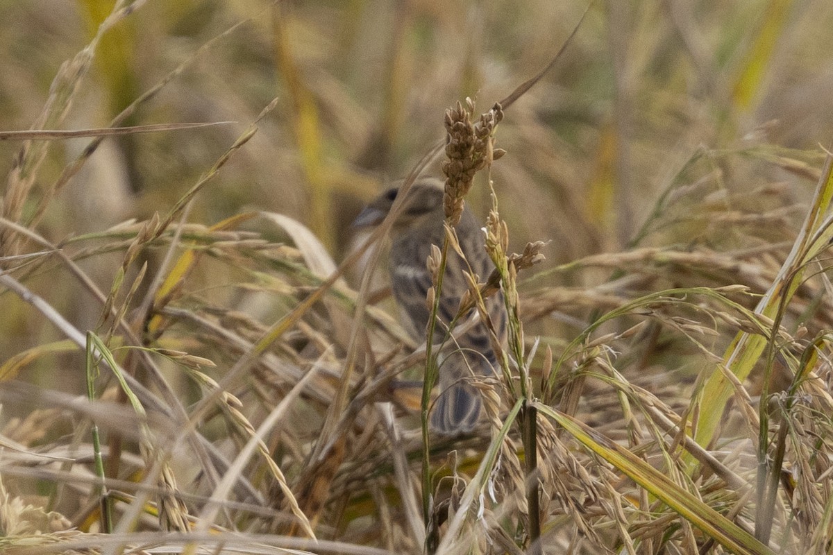 シマアオジ - ML647223235