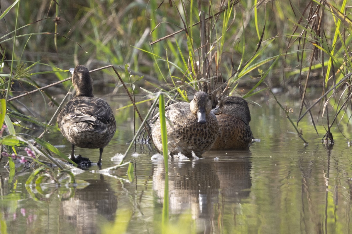 Green-winged Teal - ML647223239