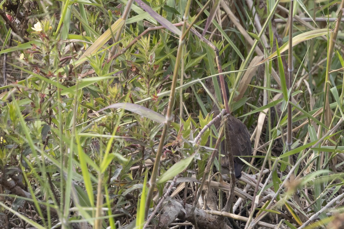 Eurasian Moorhen - ML647223240