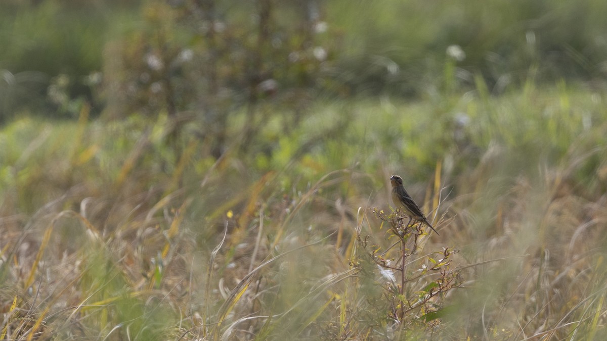 シマアオジ - ML647223244