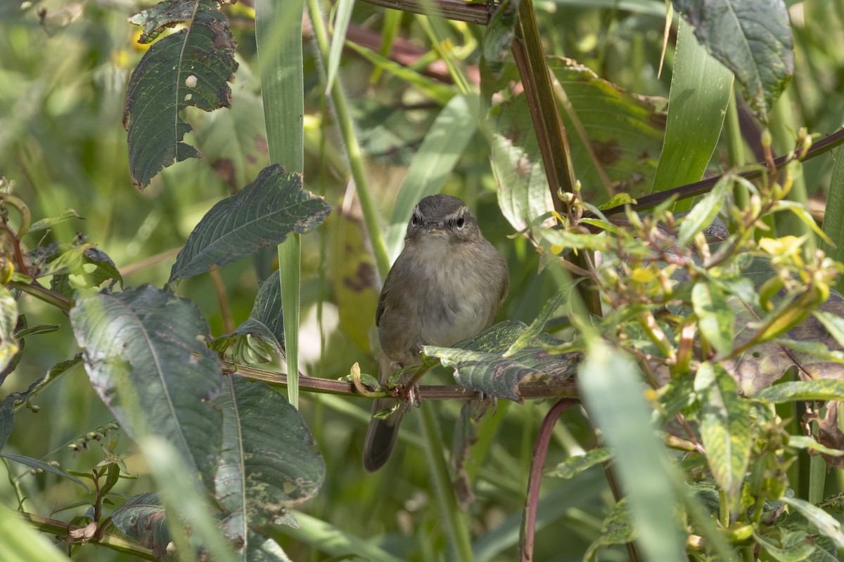 Dusky Warbler - ML647223245