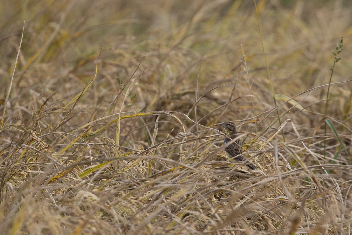 シマアオジ - ML647223248