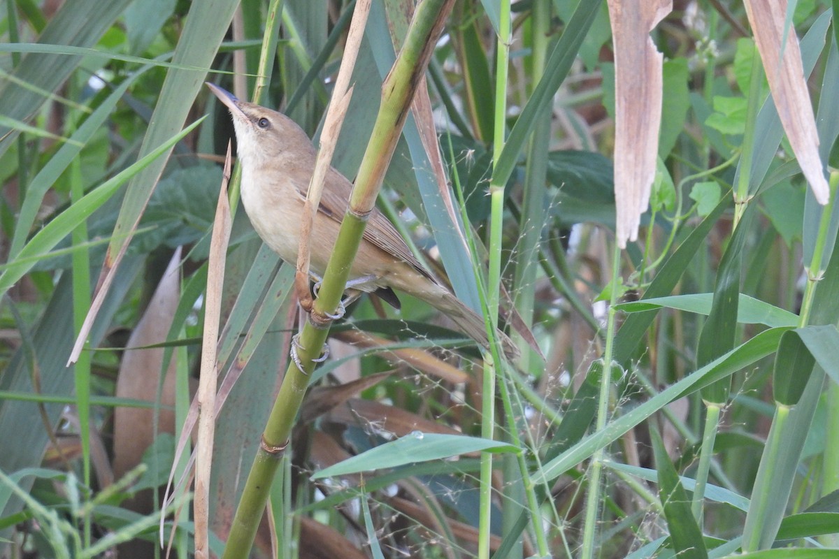 Clamorous Reed Warbler - ML647223249