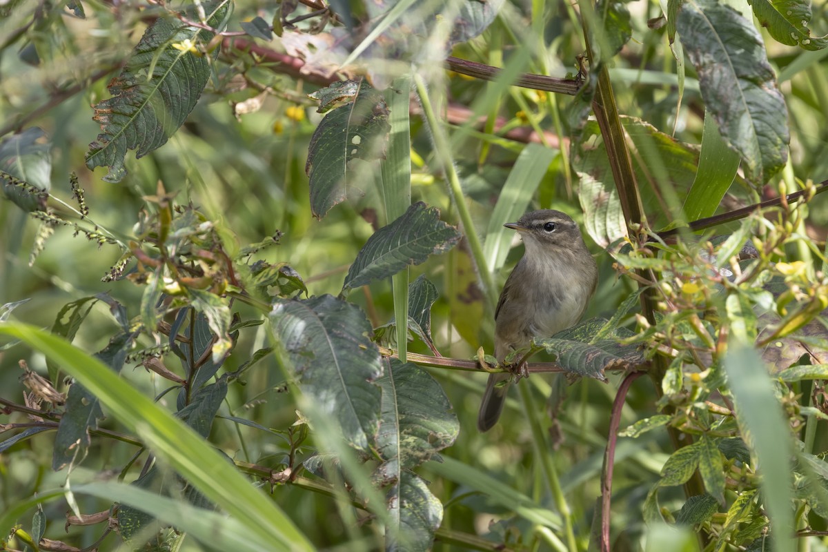 Dusky Warbler - ML647223251