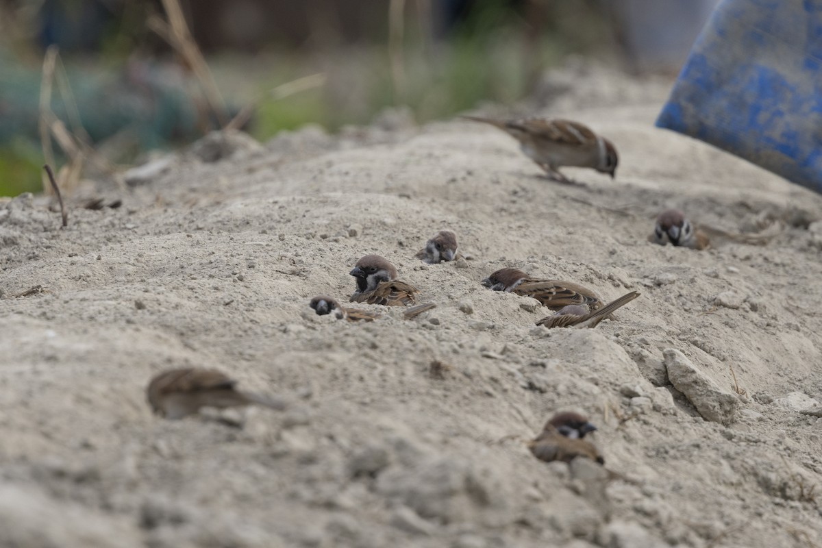 Eurasian Tree Sparrow - ML647223252