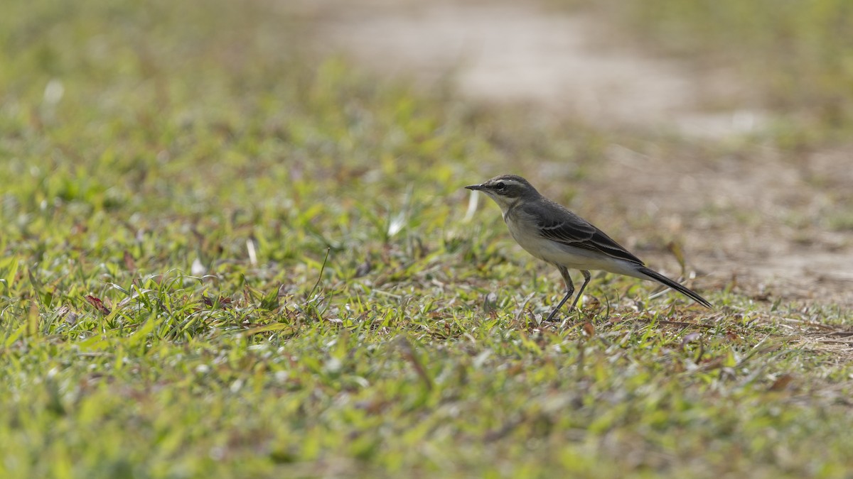 Eastern Yellow Wagtail - ML647223253