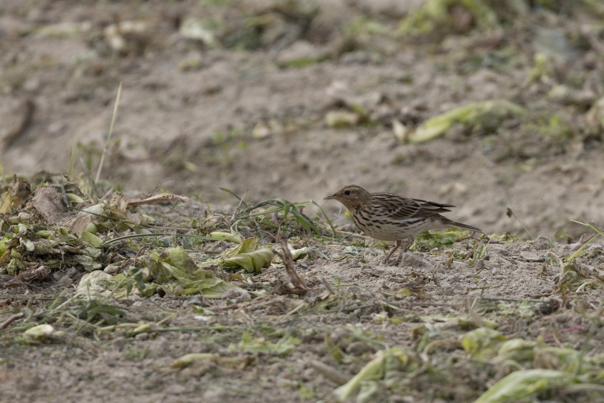 Red-throated Pipit - ML647223254