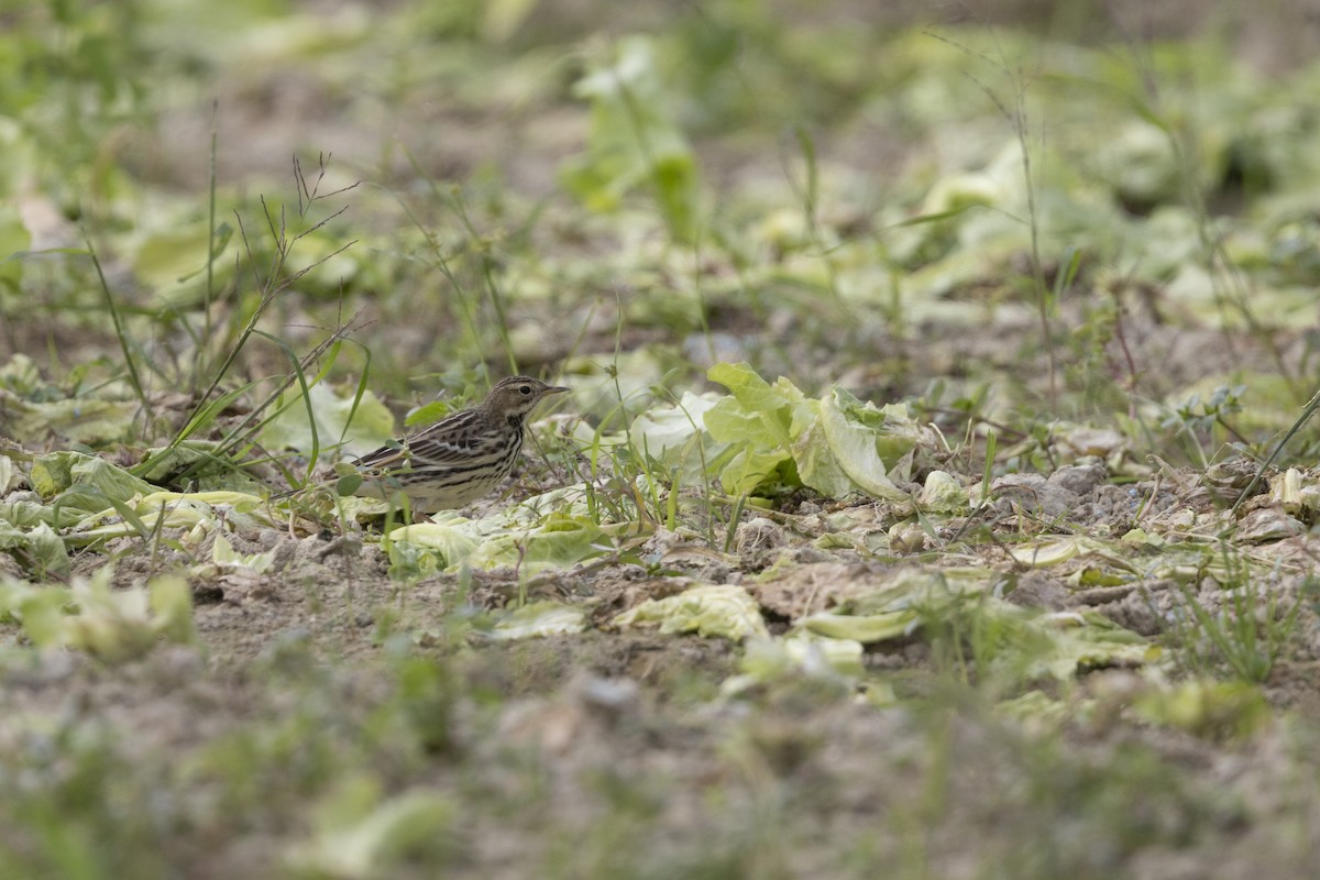 Red-throated Pipit - ML647223259