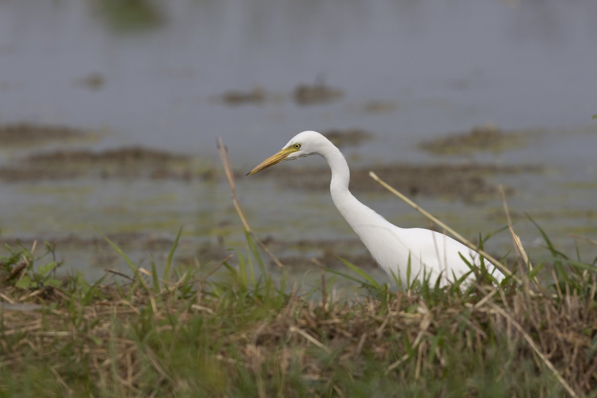 Medium Egret - ML647223260