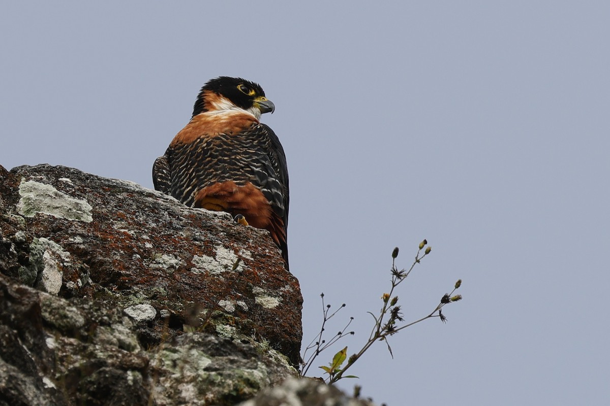 Orange-breasted Falcon - ML647223261