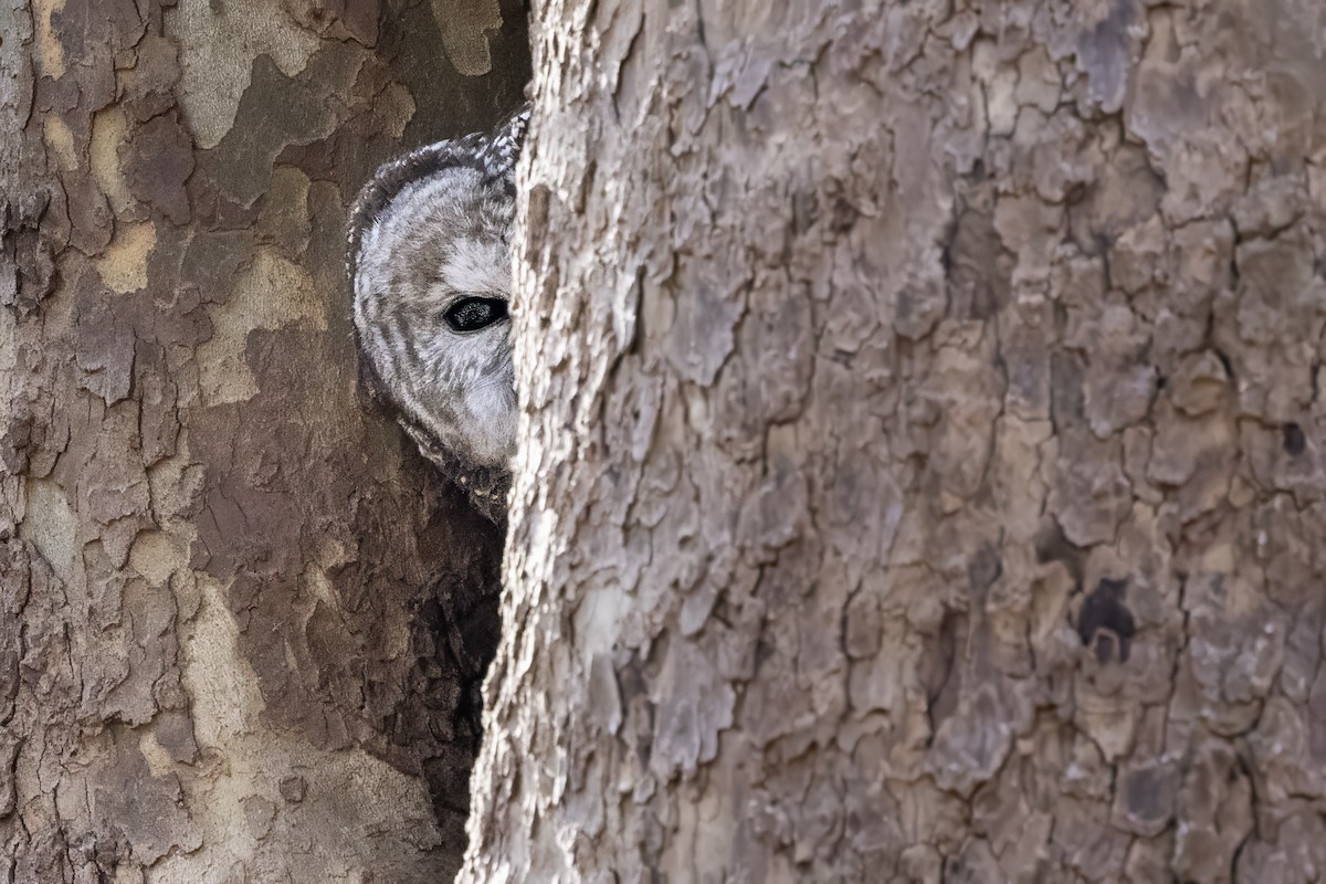 høvdingugle - ML647223263