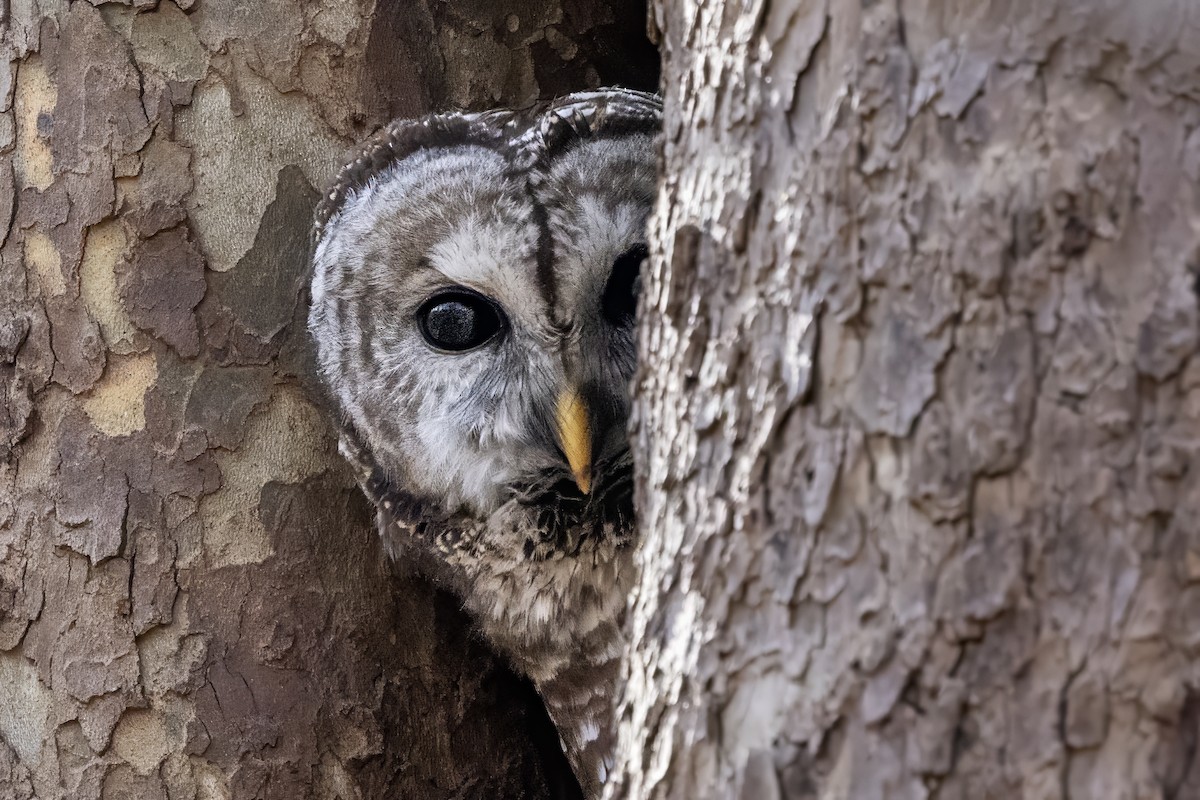 høvdingugle - ML647223264