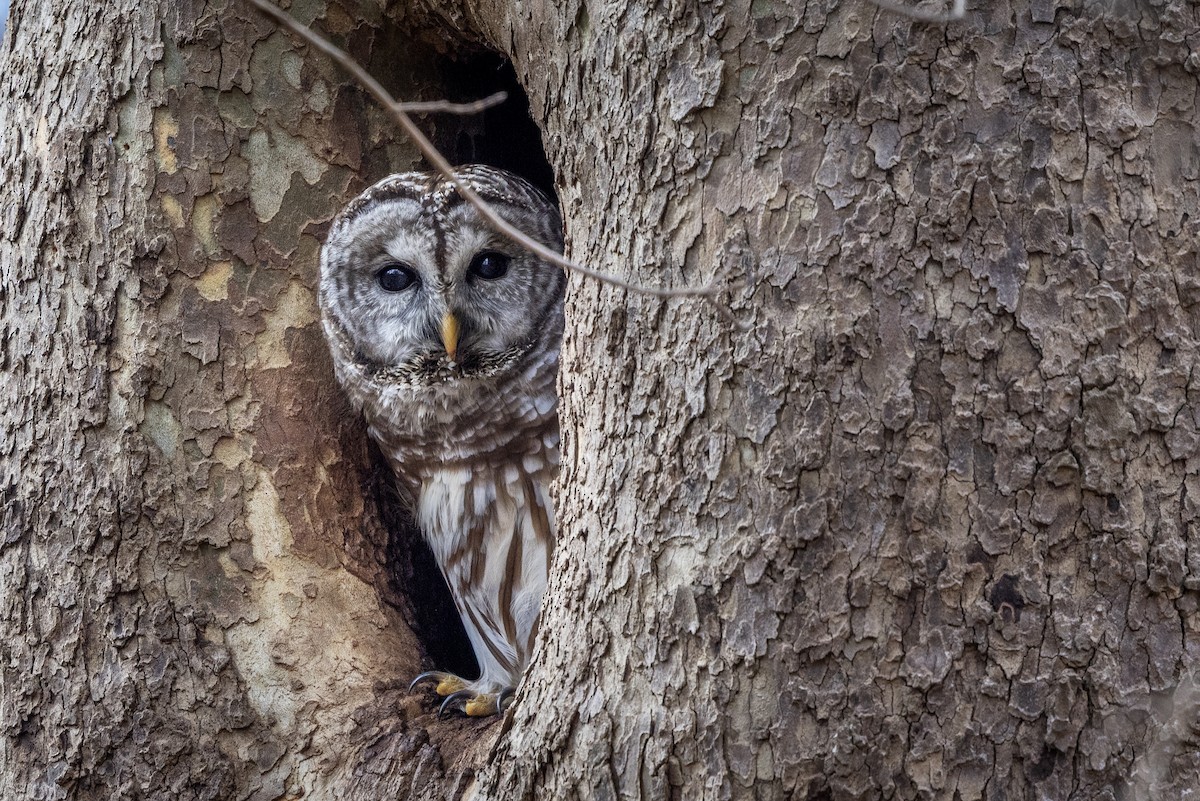 høvdingugle - ML647223265